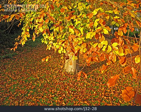 
                Herbst, Buche                   