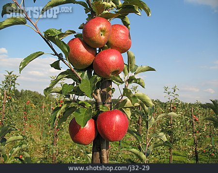 
                Apfel, Reif, Obstgarten                   