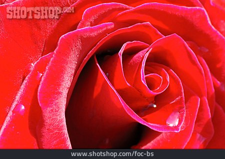 
                Rose, Blüte, Rote Rose                   