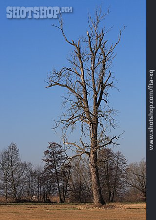 
                Baum, Totholz                   
