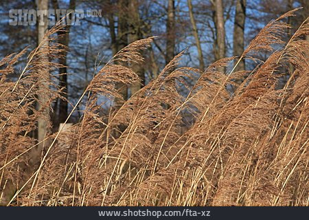 
                Gräser, Schilfrohr, Süßgras                   