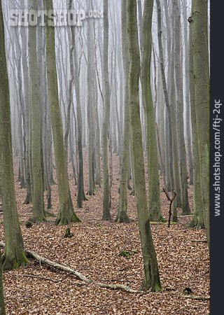 
                Herbstwald, Rügen, Buchenwald, Nationalpark Jasmund                   