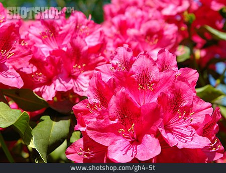 
                Blüte, Rhododendron                   
