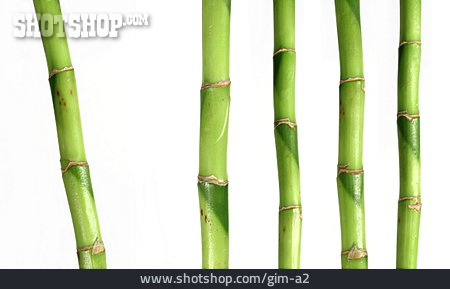 
                Bambus, Bambusgewächs                   