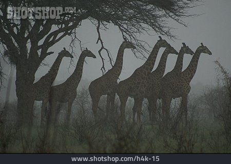 
                Herde, Afrika, Giraffe                   
