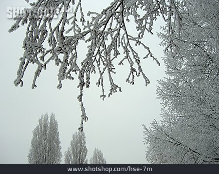 
                Winter, Verschneit, Ast                   