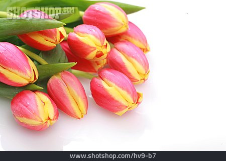 
                Blume, Tulpe, Schnittblumen                   