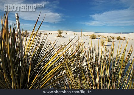 
                Nationalpark, White Sands National Monument, Soap Tree Yucca                   