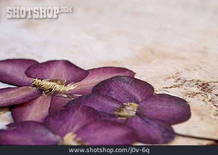 
                Flora, Trockenblume, Clematisblüte                   