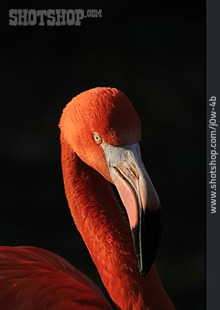 
                Flamingo                   
