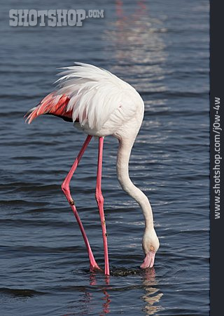 
                Flamingo, Rosaflamingo                   