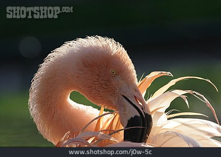 
                Flamingo, Gefiederpflege                   