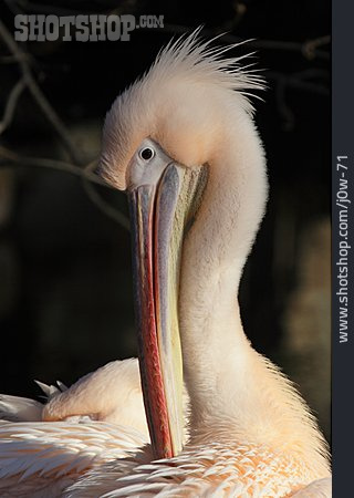 
                White Pelican                   