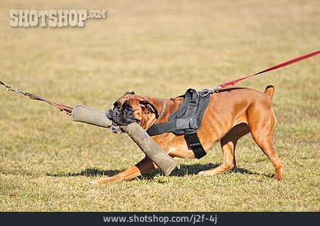 
                Boxer, Dog Training, Dog Training                   
