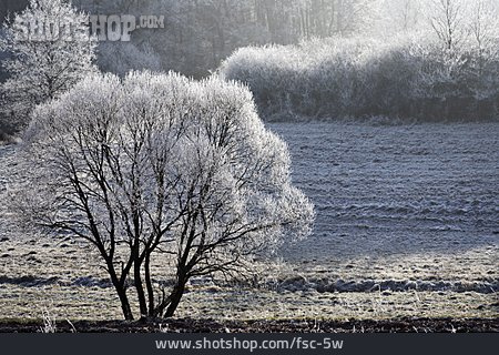 
                Winterlandschaft, Raureif, Pfalz                   