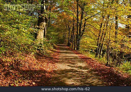 
                Weg, Herbst, Laubwald                   
