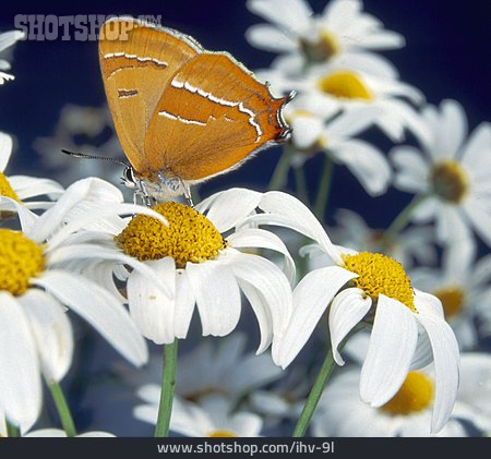
                Schmetterling, Nierenfleck-zipfelfalter                   