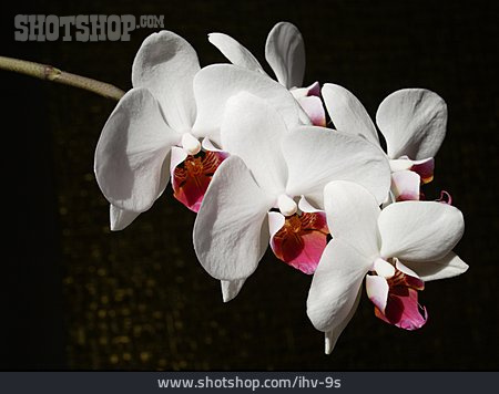 
                Orchidee, Phalenopsis                   