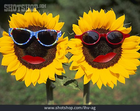 
                Sommer, Sonnenblume                   