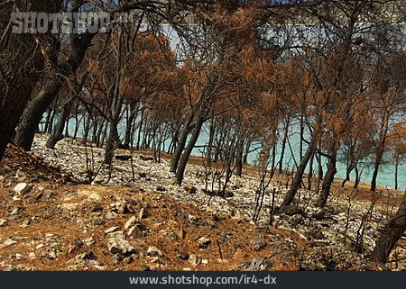 
                Umweltzerstörung, Waldbrand                   
