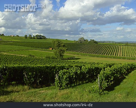 
                Frankreich, Weinanbau                   
