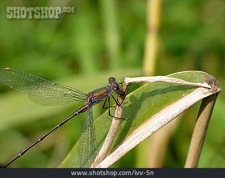 
                Libelle, Weidenjungfer                   