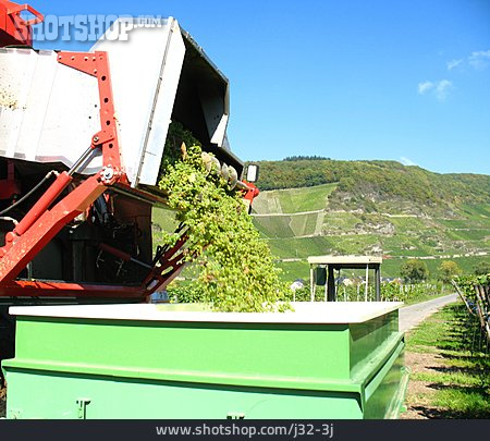 
                Ernte, Weinanbau                   