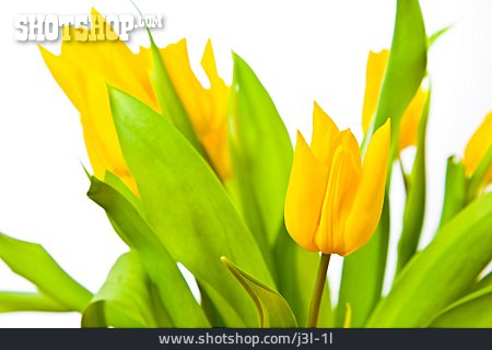 
                Blume, Tulpe                   