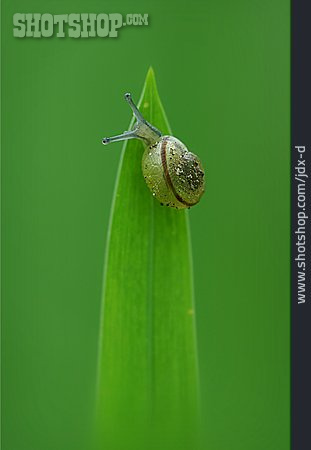 
                Schnecke                   