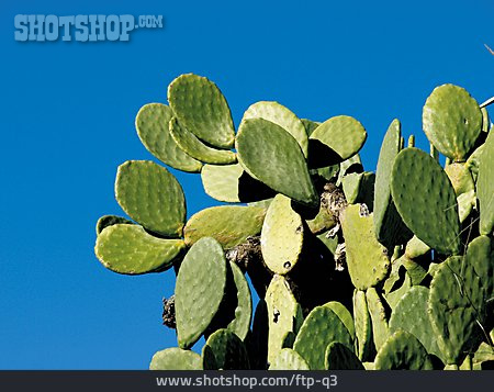 
                Cactus, Prickly Pear Cactus                   