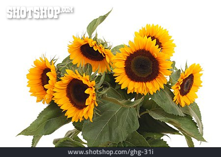 
                Sonnenblume, Blumenstrauß, Sonnenblumenstrauß                   