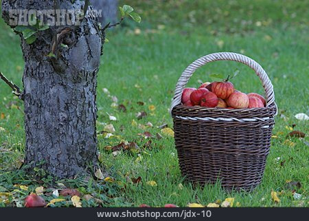 
                Apfelernte, Obstkorb                   