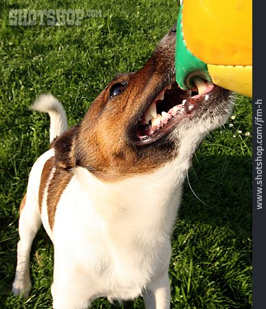 
                Playful, Dog, Jack Russell Terrier, Skew                   