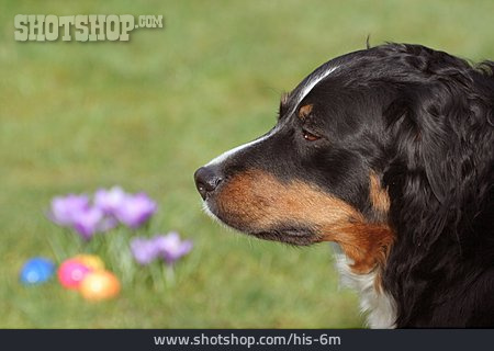 
                Hund, Berner Sennenhund                   