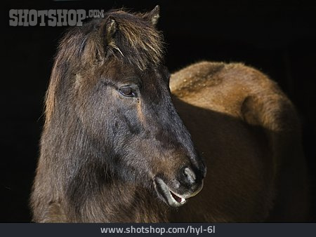 
                Pferd, Rappe, Islandpferd                   