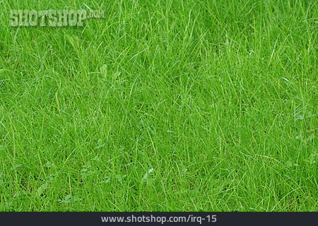
                Hintergrund, Wiese, Gras                   