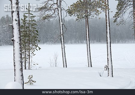 
                Winter, Waldrand, Schnee, Verschneit                   