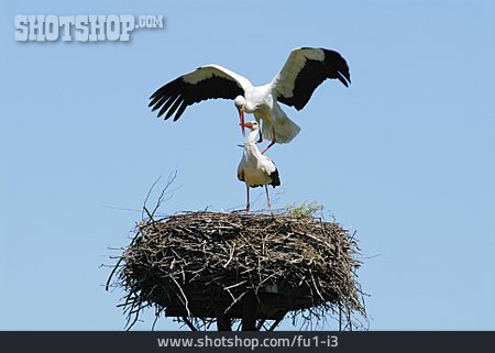 
                Storch, Storchennest                   