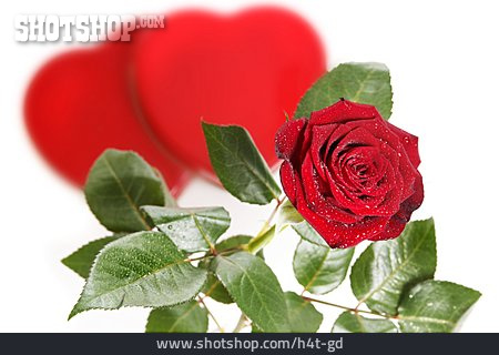 
                Liebe, Valentinstag, Rote Rose, Hochzeitstag                   