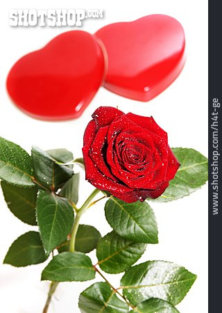 
                Liebe, Valentinstag, Rote Rose, Hochzeitstag                   