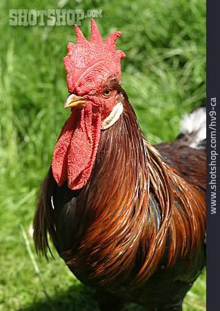 
                Rooster                   