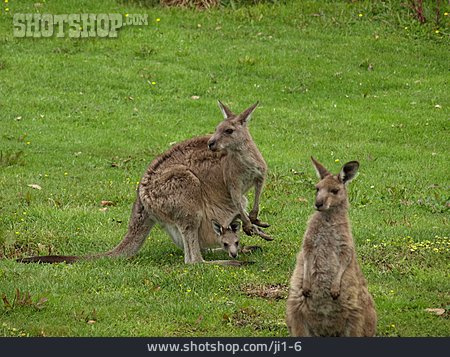 
                Känguru, Beuteltier, Muttertier                   