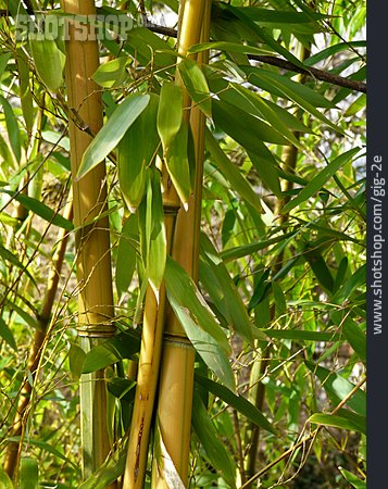 
                Bambus, Bambusrohr, Bambusstamm                   