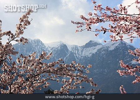 
                Gebirge, Kirschblüte, Alpen                   