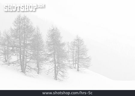 
                Winterlandschaft, Weiß, Nebel, Verschneit                   