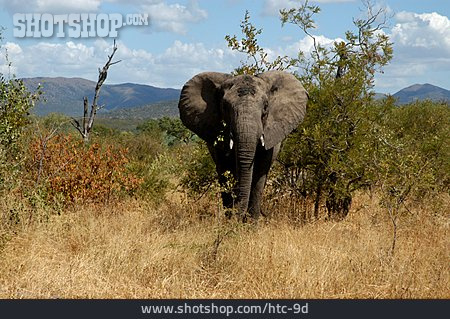 
                Wildlife, Elephant, African Bush Elephant                   