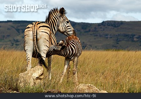 
                Tierfamilie, Säugen, Zebra                   