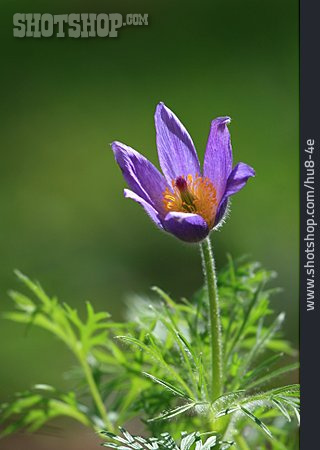 
                Blume, Kuhschelle                   