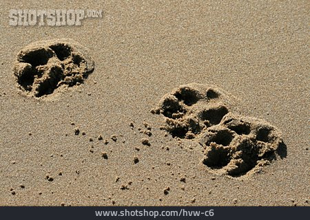 
                Sand, Tierspur, Pfotenabdruck                   