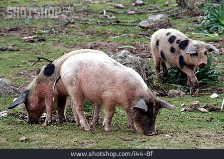 
                Schwein, Freilandhaltung, Ferkel                   